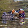 Mandarinente (Aix galericulata)