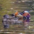 Mandarinente (Aix galericulata)