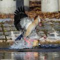 Nilgänse (Alopochen aegyptiacus) streiten sich