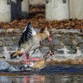 Nilgänse (Alopochen aegyptiacus) streiten sich