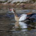 Nilgans (Alopochen aegyptiacus)
