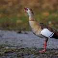 Nilgans (Alopochen aegyptiacus)