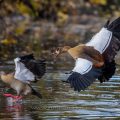 Nilgänse (Alopochen aegyptiacus) streiten sich