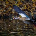 Nilgans (Alopochen aegyptiacus)