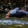 Nilgans (Alopochen aegyptiacus)