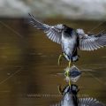 Grünfüßiges Teichhuhn (Gallinula chloropus) Jungvogel
