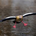 Nilgans (Alopochen aegyptiacus)