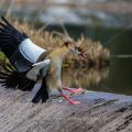 Nilgans (Alopochen aegyptiacus)