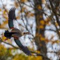 Nilgans (Alopochen aegyptiacus)