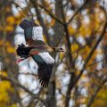 Nilgans (Alopochen aegyptiacus)