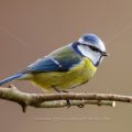 Blaumeise (Parus caeruleus)