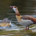 Nilgans (Alopochen aegyptiacus)