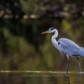 Graureiher (Ardea cinerea)