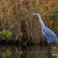 Graureiher (Ardea cinerea)