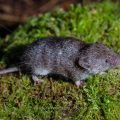 Spitzmaus (Soricidae)