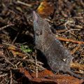 Spitzmaus (Soricidae)