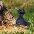 Schwarzspecht (Dryocopus martius) Weibchen