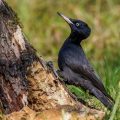 Schwarzspecht (Dryocopus martius) Weibchen