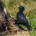 Schwarzspecht (Dryocopus martius) Weibchen