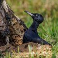 Schwarzspecht (Dryocopus martius) Weibchen