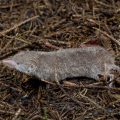 Spitzmaus (Soricidae)