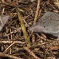 Spitzmaus (Soricidae)