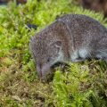 Spitzmaus (Soricidae)