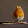 Rotkehlchen (Erithacus rubecula)