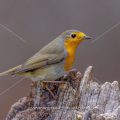 Rotkehlchen (Erithacus rubecula)