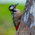 Buntspecht (Dendrocopos major) Weibchen