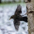 Amsel (Turdus merula) Weibchen