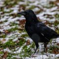 Rabenkrähe (Corvus corone)