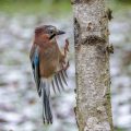 Eichelhäher (Garrulus glandarius)