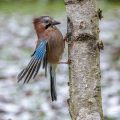 Eichelhäher (Garrulus glandarius)