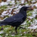 Rabenkrähe (Corvus corone)