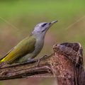 Grauspecht (Picus canus) Weibchen