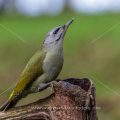 Grauspecht (Picus canus) Weibchen