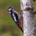 Buntspecht (Dendrocopos major) Weibchen
