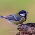 Kohlmeise (parus major)