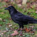 Rabenkrähe (Corvus corone)
