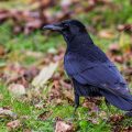 Rabenkrähe (Corvus corone)