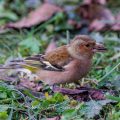 Buchfink (Fringilla coelebs) Männchen