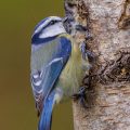 Blaumeise (Cyanistes caeruleus)