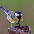 Kohlmeise (parus major)