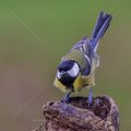 Kohlmeise (parus major)