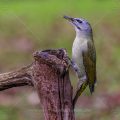 Grauspecht (Picus canus) Weibchen