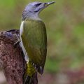 Grauspecht (Picus canus) Weibchen