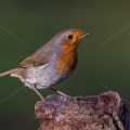 Rotkehlchen (Erithacus rubecula)