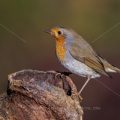 Rotkehlchen (Erithacus rubecula)