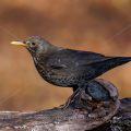 Amsel (Turdus merula) Weibchen